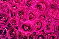 Rosas pink vibrantes em plena floração