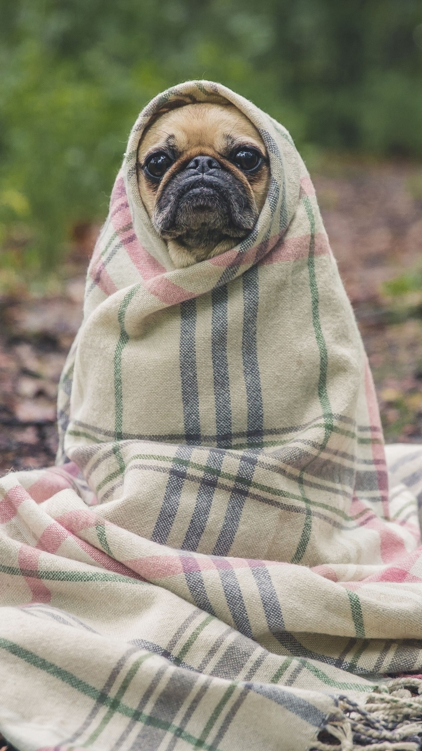 Una jirafa envuelta en una manta sentada sobre una manta en el suelo (manta, perro, mascota, pug)