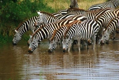 Una manada de cebras bebiendo de una fuente de agua en una reserva natural.