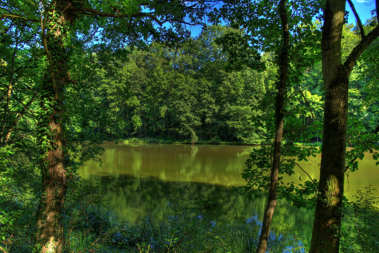 Des arbres et de l'eau dans une zone boisée avec un banc au premier plan (nature, flueve, arbre, paysage naturel, environnement naturel)