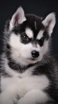 husky, chiot, chien, mignon, chiots