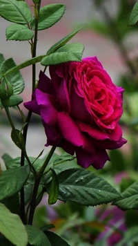 Vibrant Red Rose Amidst Lush Greenery