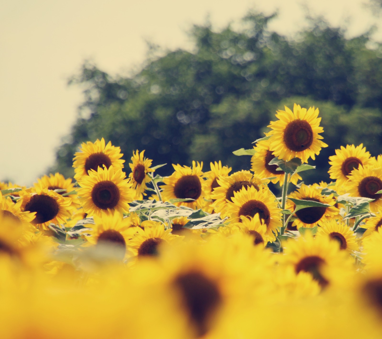 Il y a beaucoup de tournesols jaunes dans un champ avec des arbres en arrière-plan (fleurs, vintage)