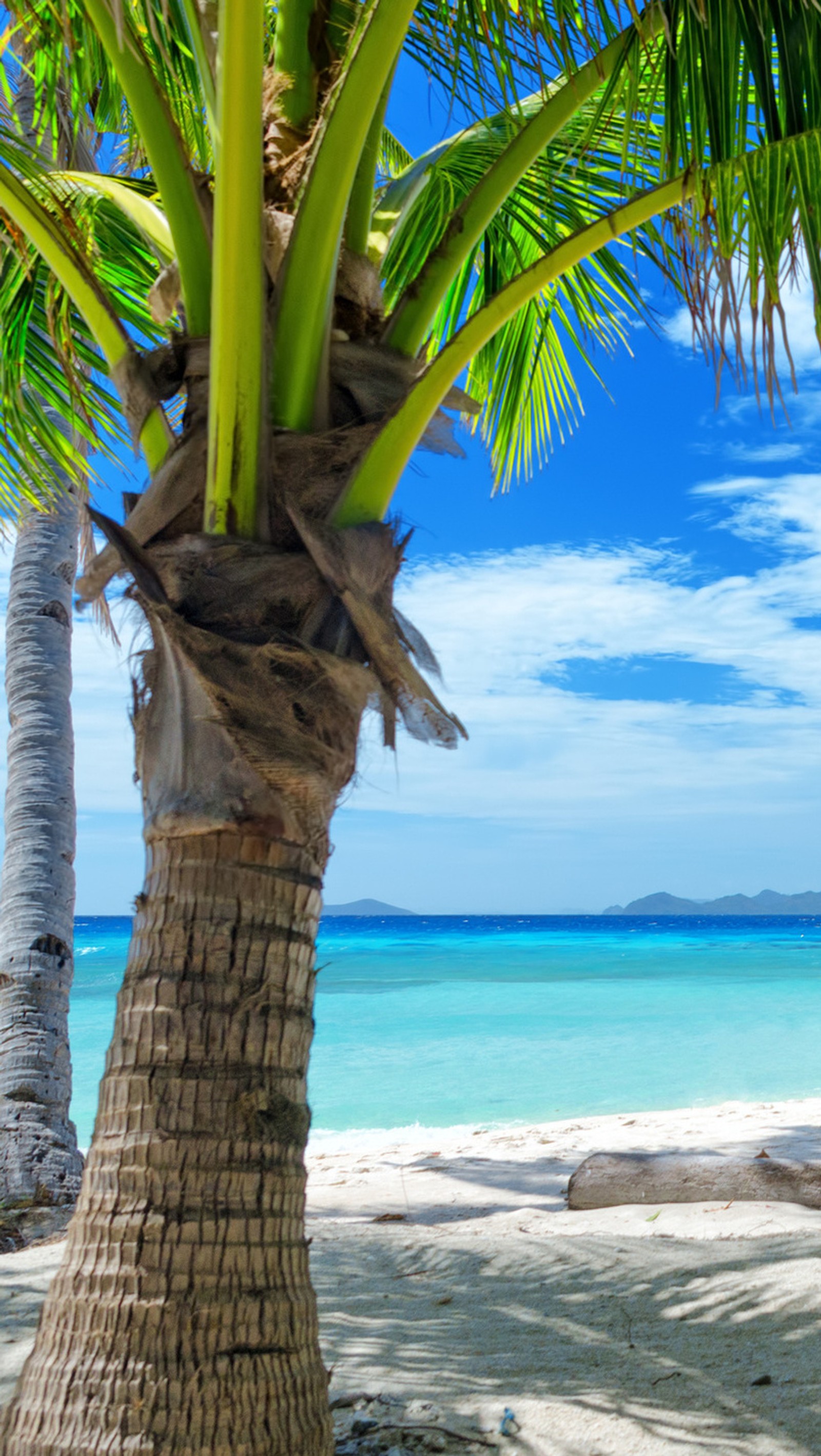 Il y a un palmier sur la plage avec un ciel bleu (plage, palmier, paradis, sable, mer)