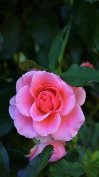 Fleur de rose rose délicate au milieu du feuillage vert