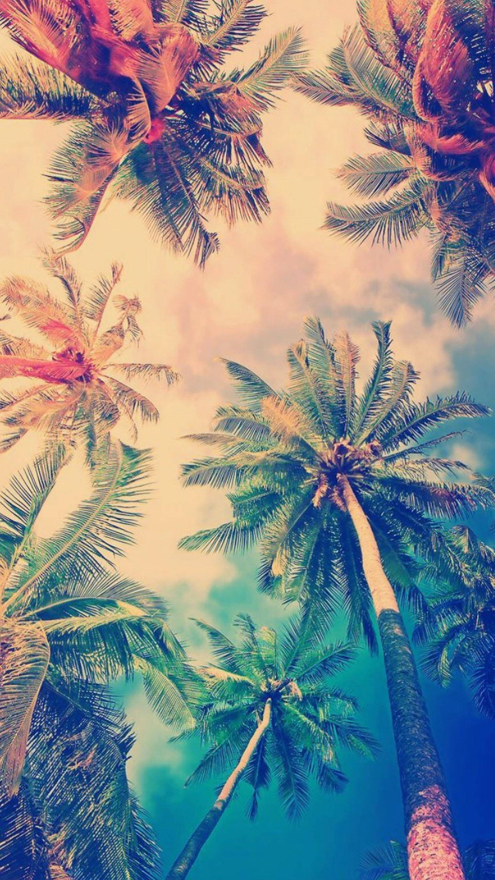 There are many palm trees that are standing in the sky (colorful, island, palms, trees)