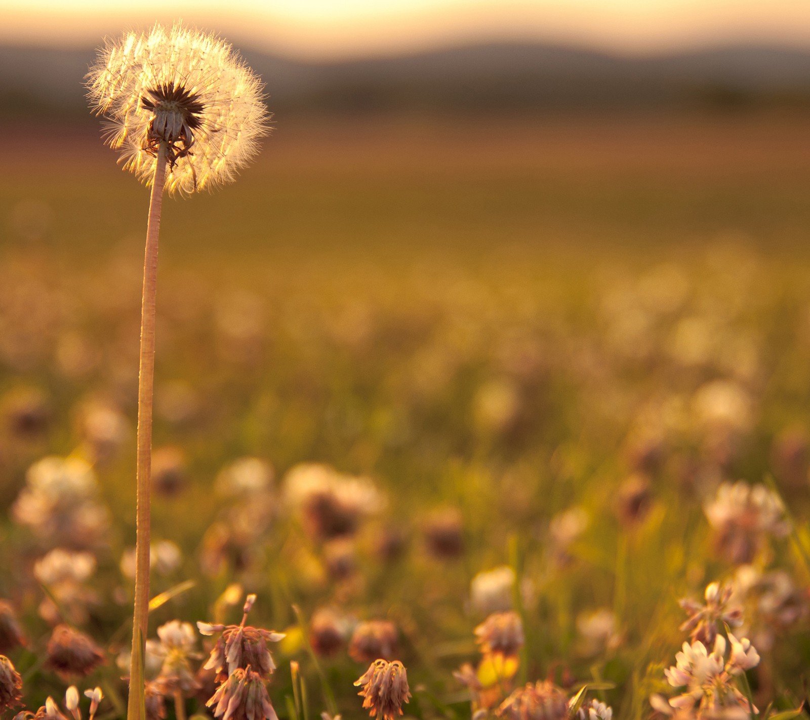 Un pissenlit parfumé dans un champ de fleurs avec un coucher de soleil en arrière-plan (nature, murs)