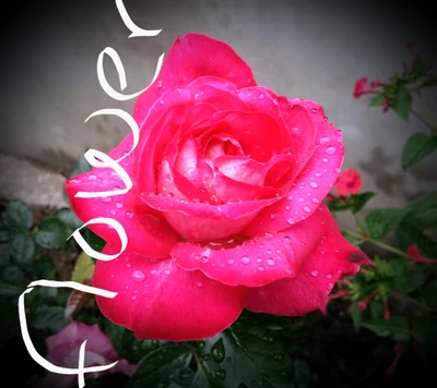 Lebendige pinke Rose mit Tau