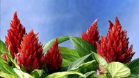 Flores de celosia roja vibrante rodeadas de exuberante follaje verde