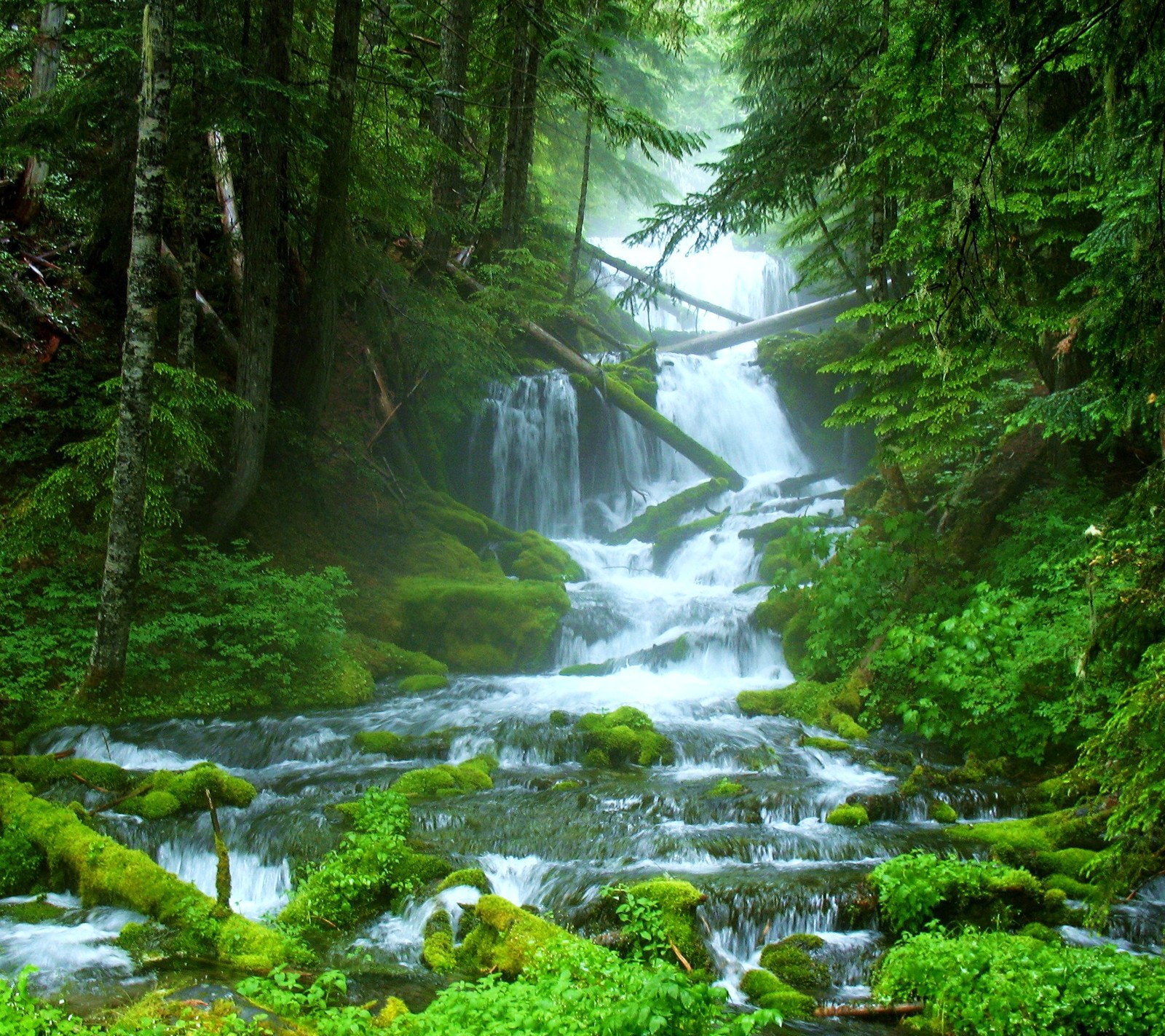 Una vista panorámica de una cascada en un bosque con rocas cubiertas de musgo y árboles (naturaleza, natural, selale, su, agua)