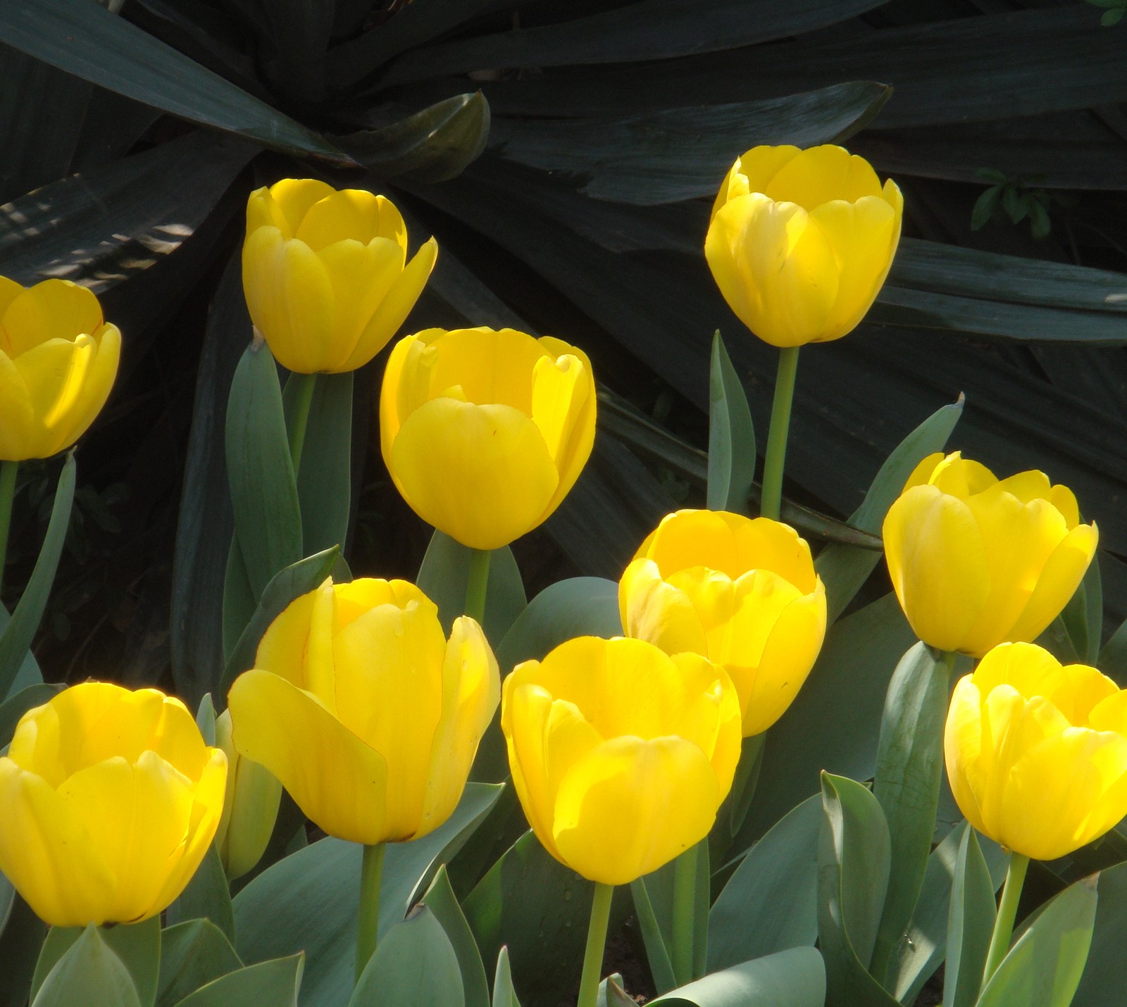 Tulipanes amarillos en un jardín con hojas verdes y un fondo negro (color, flor, naturaleza)