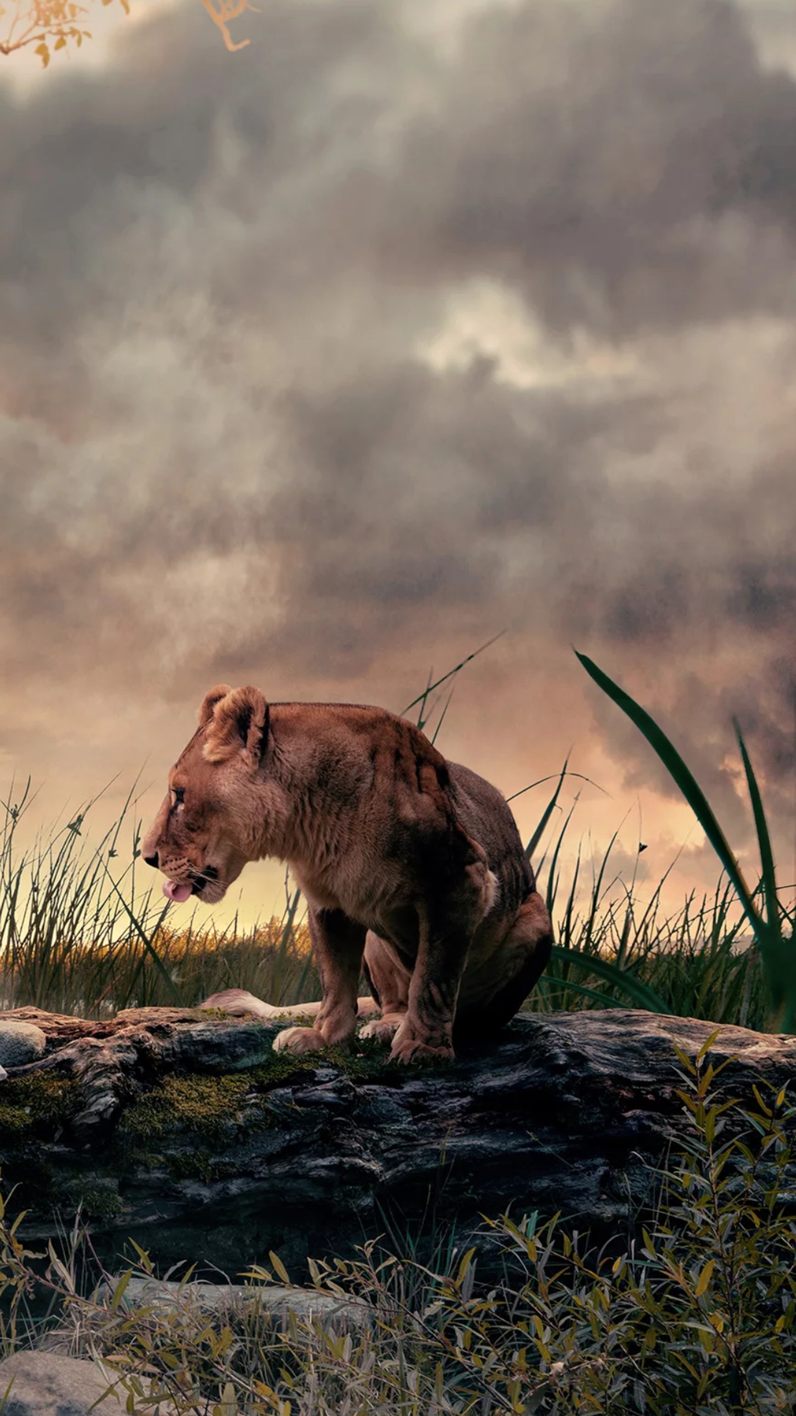 lion, king, land, wild animal, cloudy Download Wallpaper