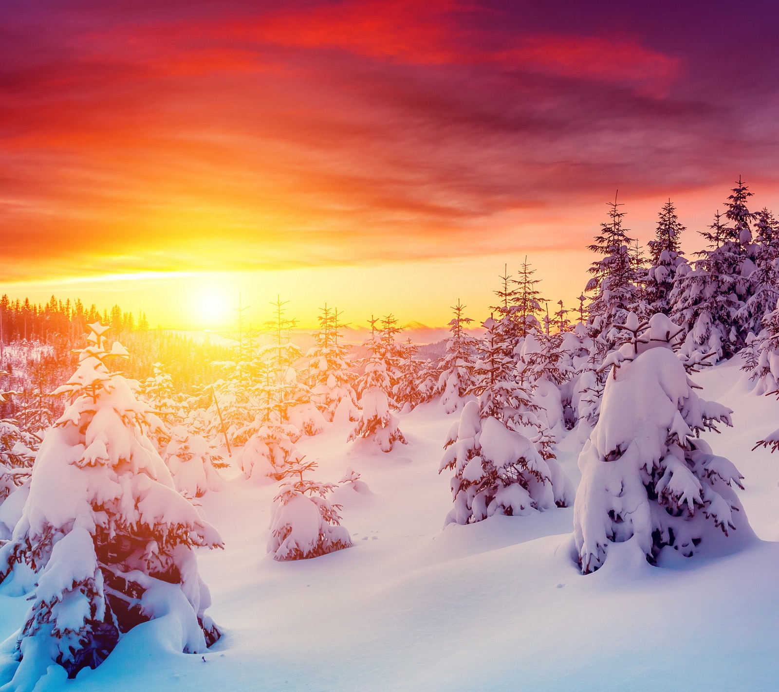 Une vue d'une forêt enneigée avec un coucher de soleil en arrière-plan (sapins, paysage naturel, blanche neige, snow white, soleil)