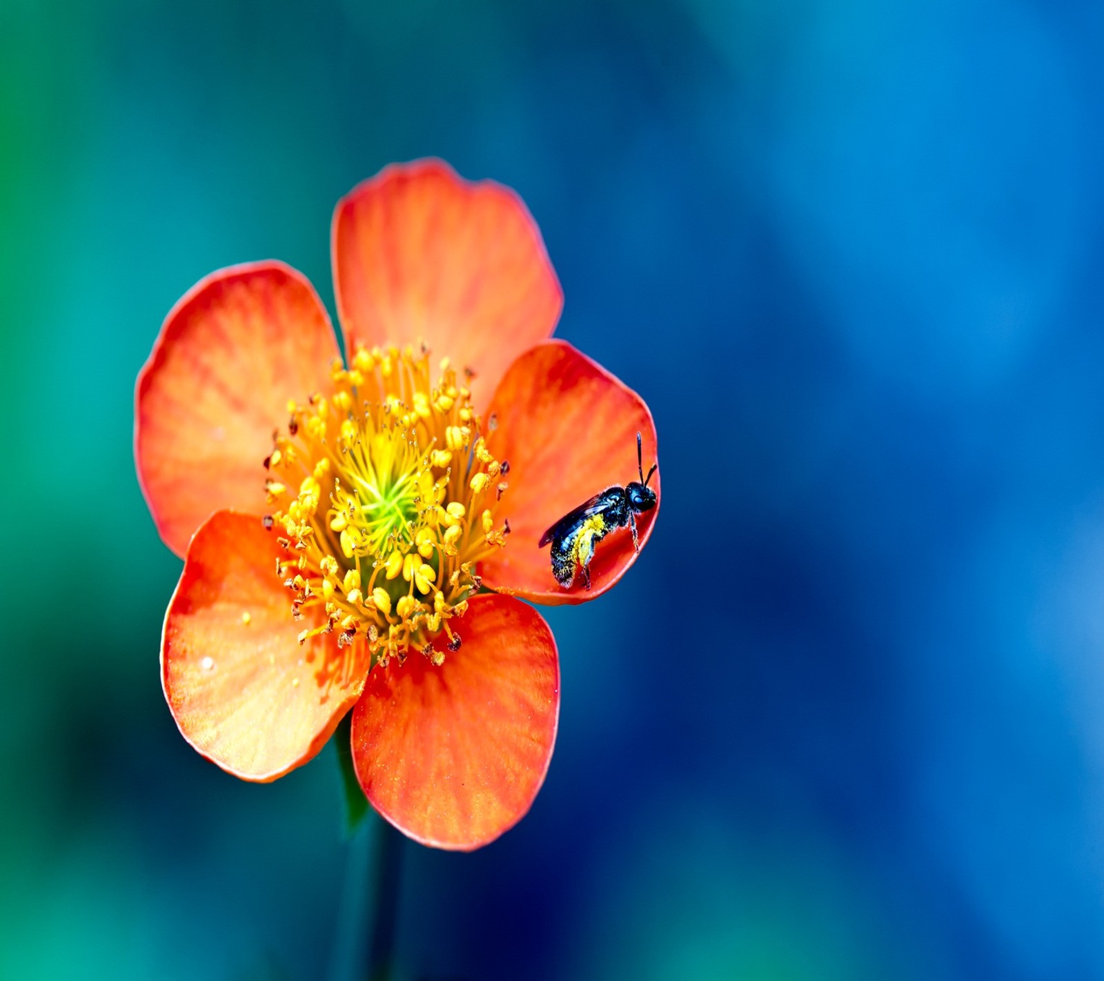 Il y a un insecte qui est assis sur une fleur (overdose, pollen)