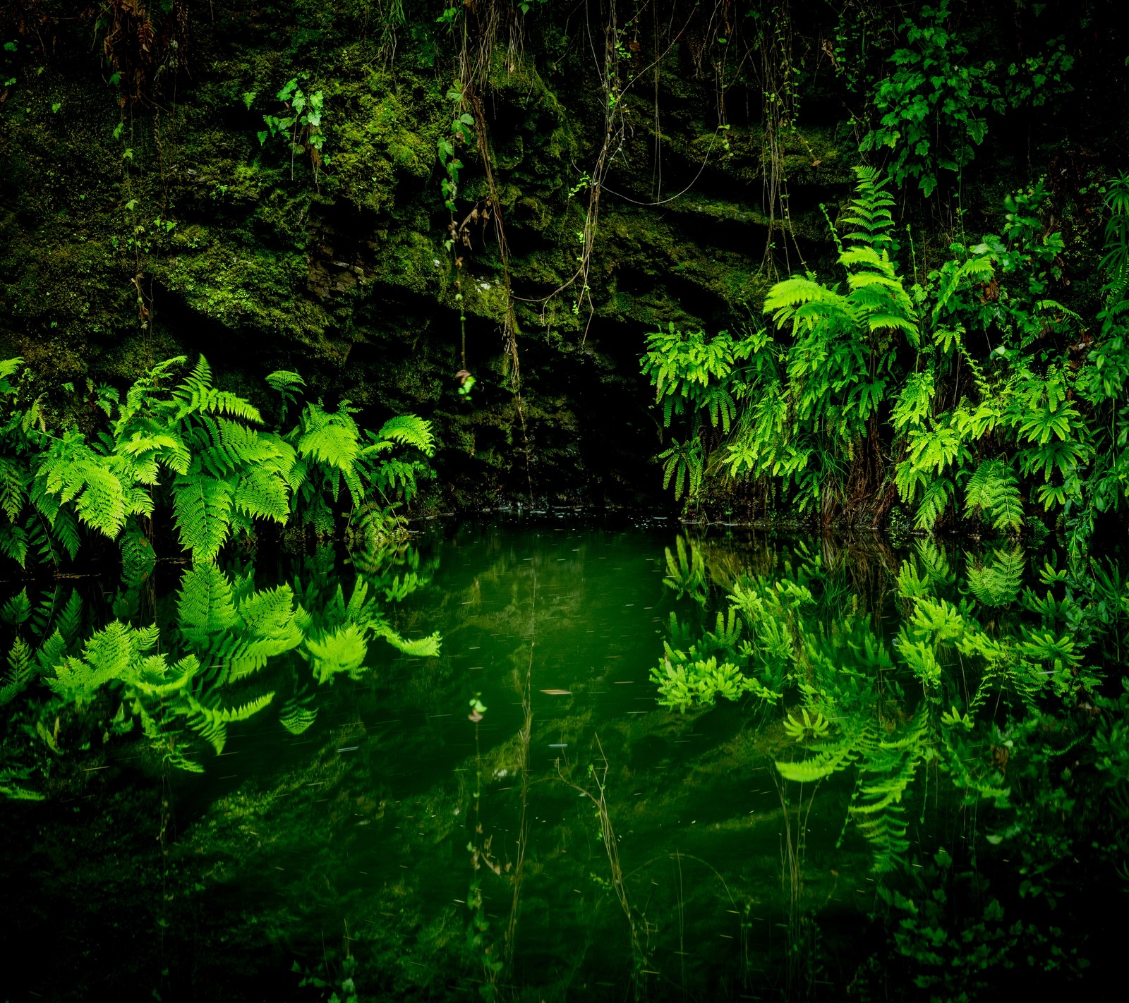 Há um pequeno lago com uma cachoeira no meio (floresta, pântano, árvore, água)