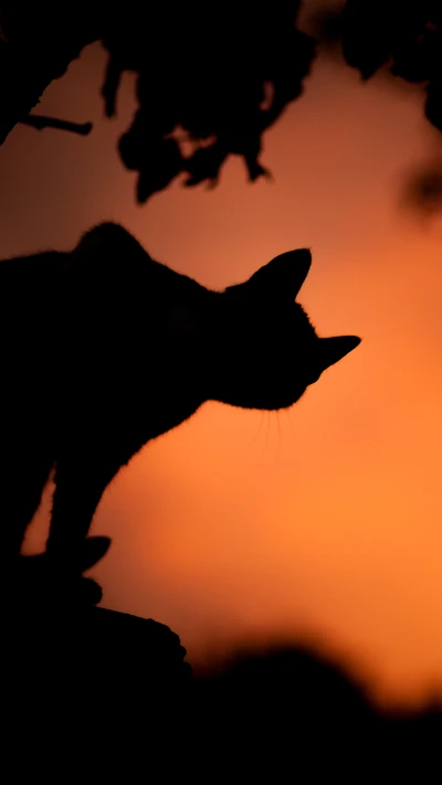 Silueta de un gato contra un dramático atardecer, evocando una atmósfera espeluznante de Halloween.