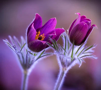 Lebendige Frühlingsblüten: Lila Blumen in voller Blüte