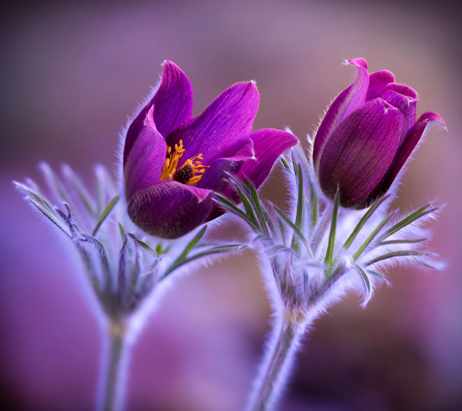 Descargar fondo de pantalla flores, primavera