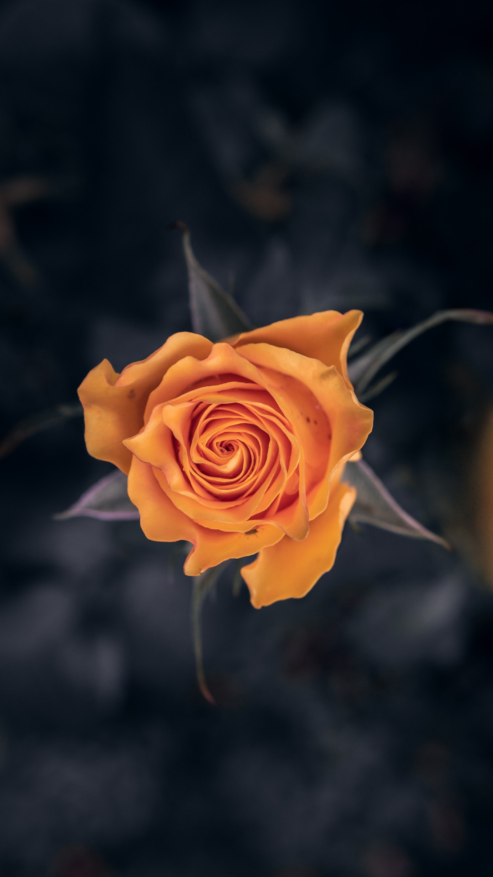 Une gros plan d'une seule rose orange avec des feuilles sur un fond sombre (fleur, roses de jardin, rose, jaune, orange)