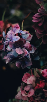 flor, rosa, hortensia, planta, botánica