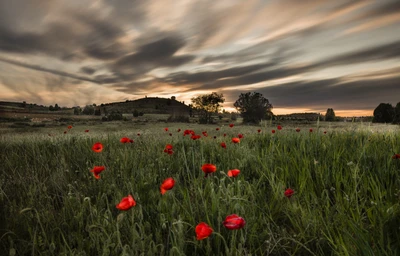 Pavots vibrants dans une prairie d'été sous un ciel dramatique