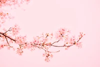 Delicate Pink Cherry Blossom Branch Against a Soft Sky