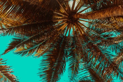 View of Tropical Palm Trees Against a Vibrant Sky