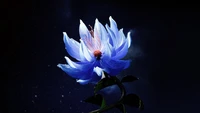 Blue Lotus Flower on Dark Background