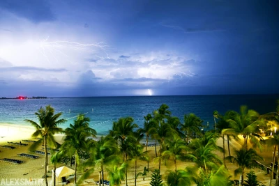 sky, ocean, palm trees, sunset, shore