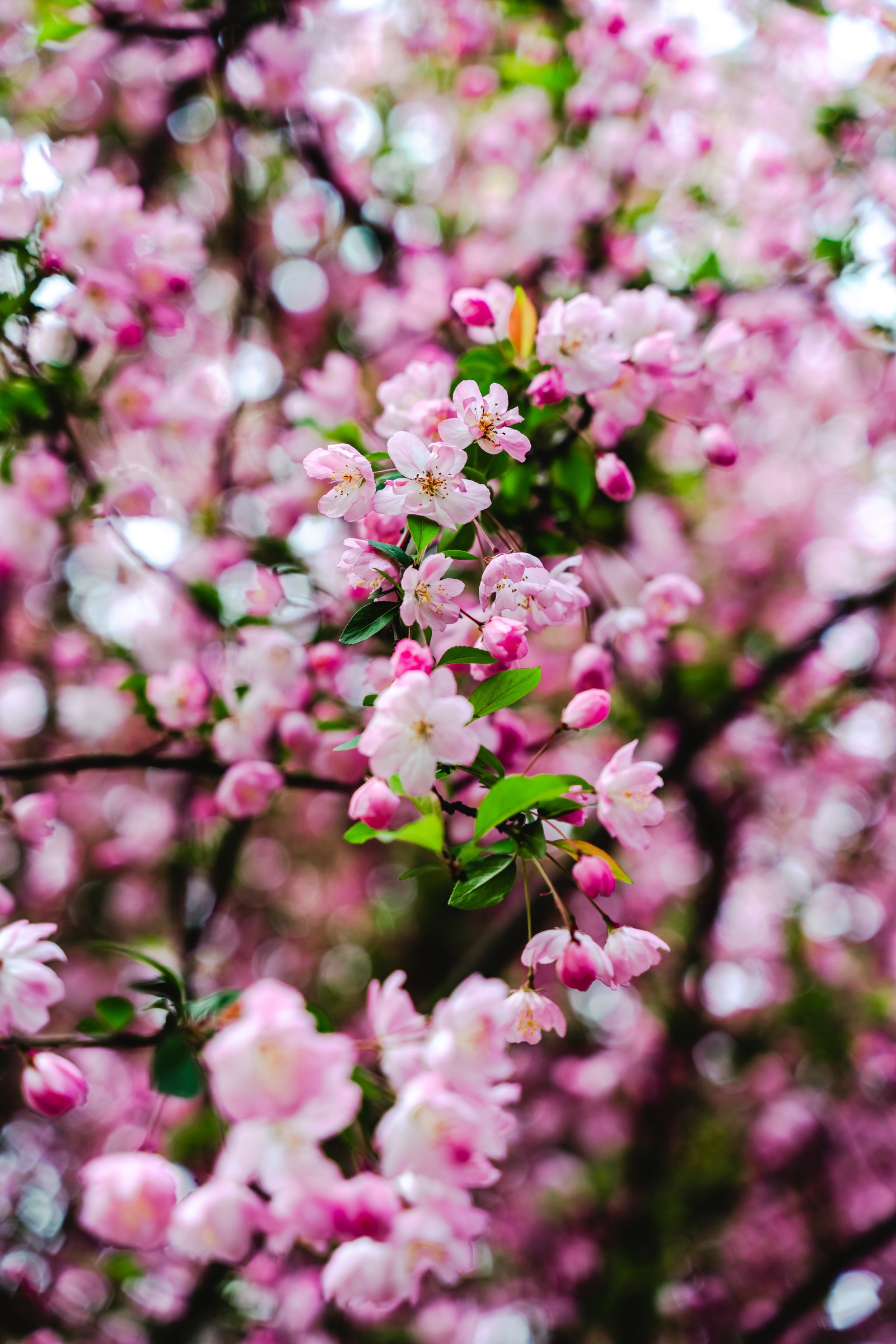 Un gros plan d'un arbre avec des fleurs roses en arrière-plan (fleur de cerisier, fleurs roses, cherry bloom, printemps, 5k)