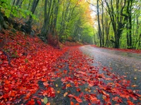 Lebendige Herbstblätter schmücken einen regennassen Waldweg