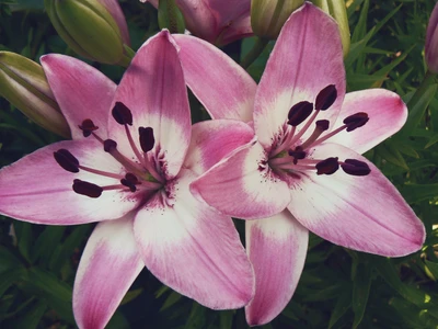 Lirios rosas en plena floración: Una impresionante exhibición de flora