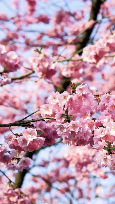 Flores de cerejeira vibrantes em plena floração