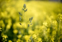 Vibrant Rapeseed Blossoms in a Sunlit Field