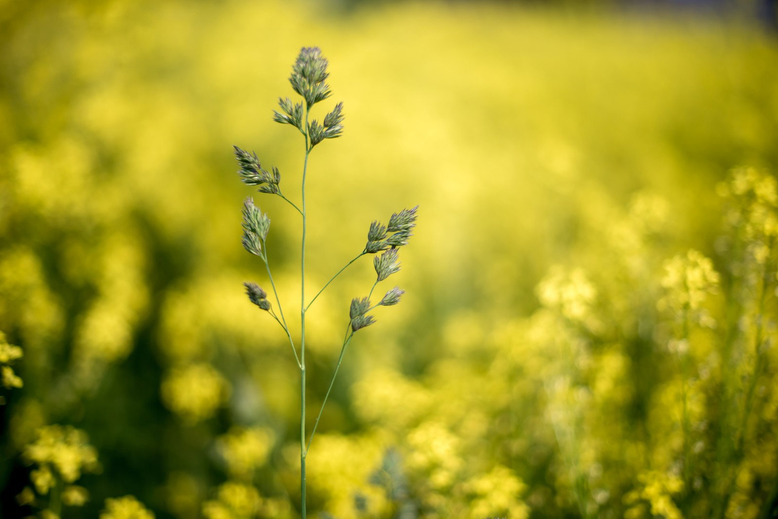 There is a tall plant in a field of yellow flowers (plants, bokeh, rapeseed, flower, flowering plant)