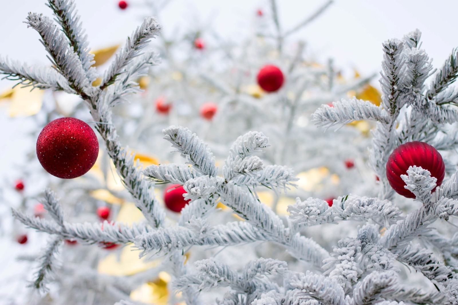 There is a christmas tree with red ornaments on it (frost, branch, winter, tree, freezing)