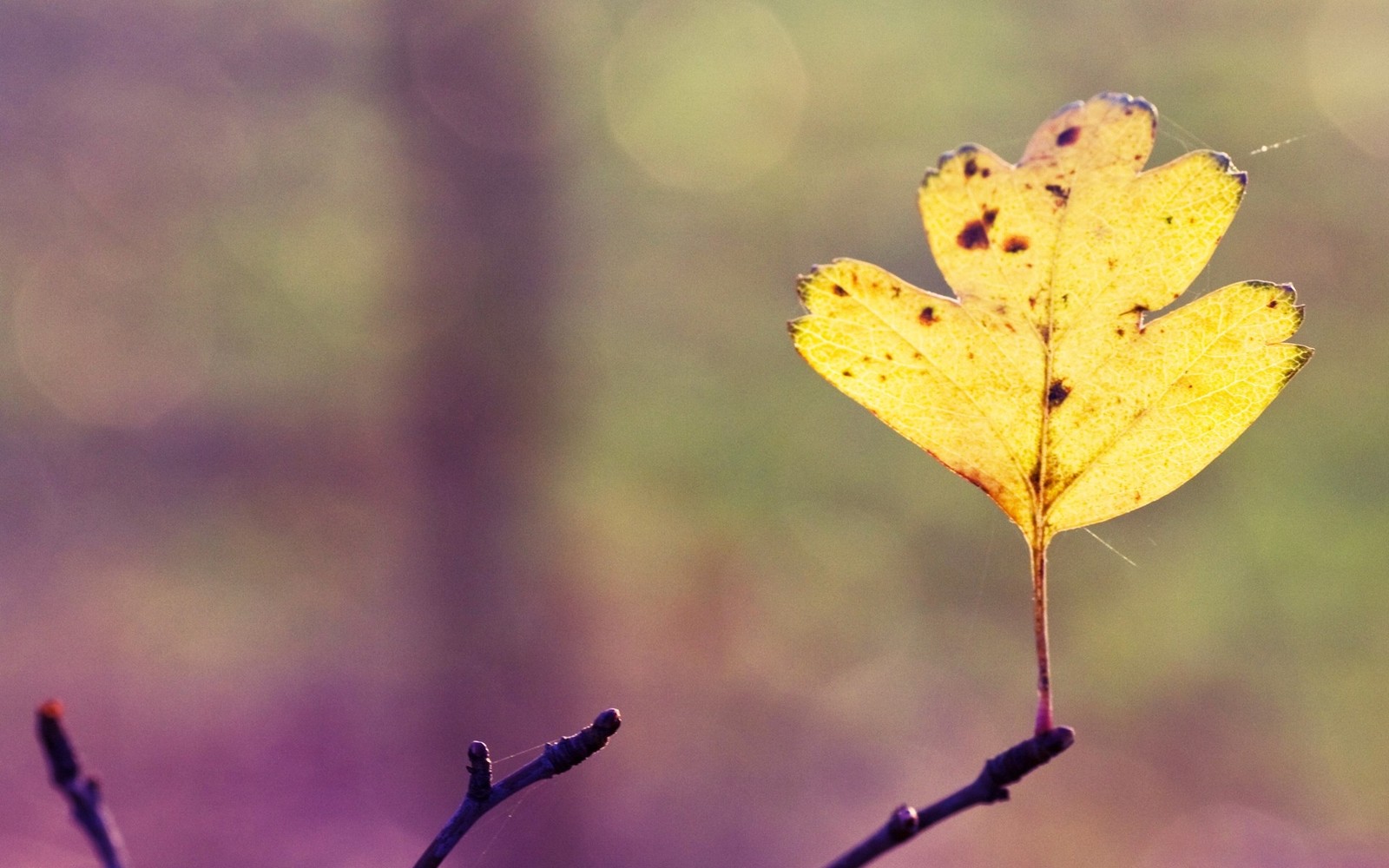 Une feuille jaune sur une branche dans les bois (branche, nature, brindille, jaune, automne)