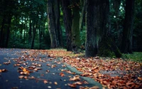 Herbstweg durch einen blattbedeckten Waldhain