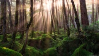 Forêt de Sapins Éclairée par le Soleil : Un Écosystème Forestier Tranquille