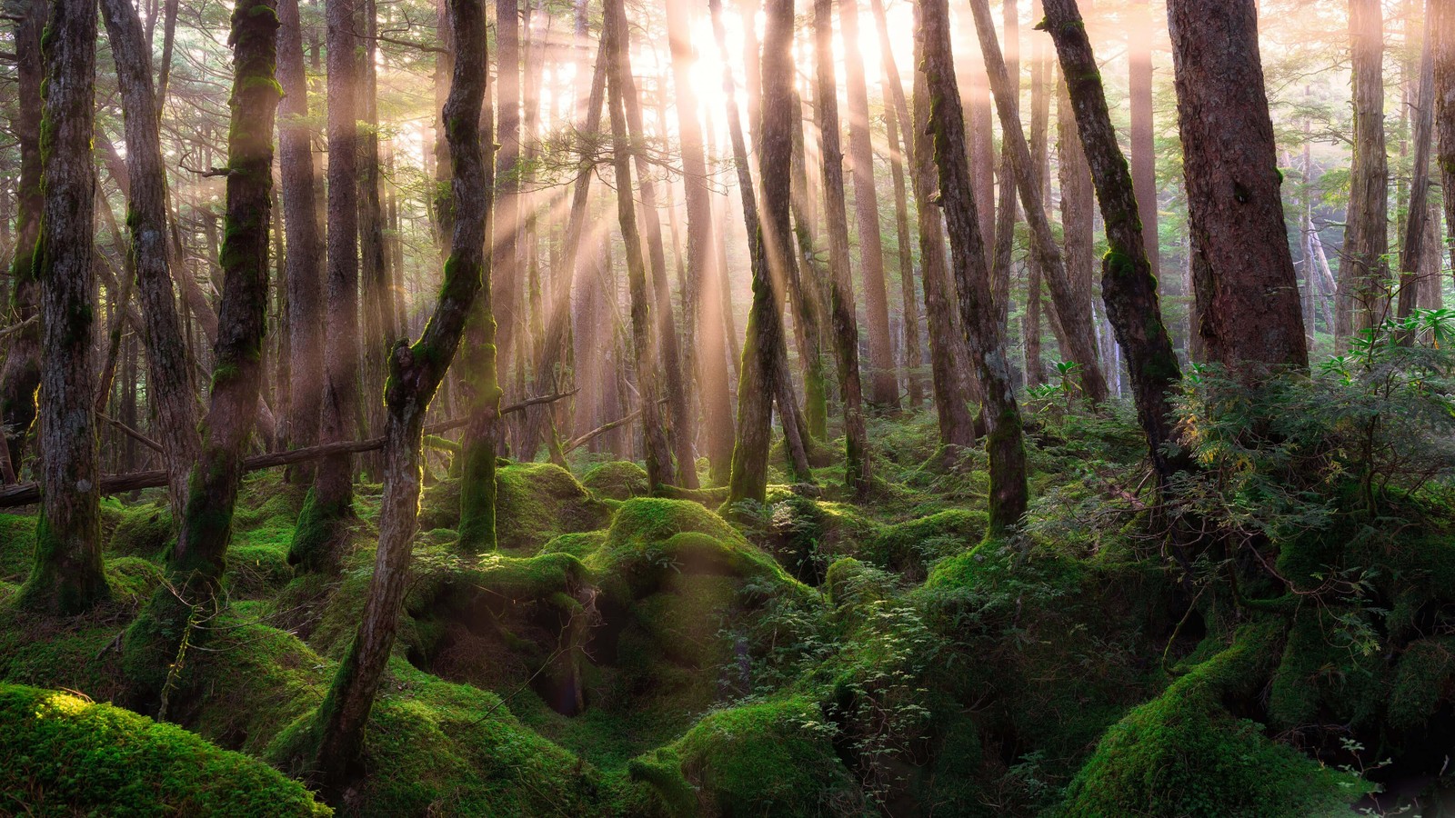 Un bosque lleno de muchas rocas cubiertas de musgo verde (bosque, árbol, naturaleza, vegetación, reserva natural)