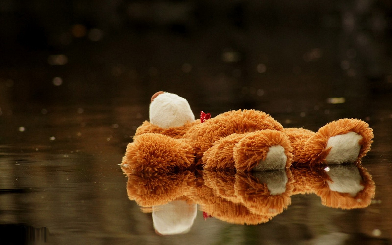 Há um ursinho de pelúcia deitado na água. (urso de pelúcia, tristeza, urso, criança, boneca)