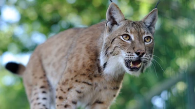 Eurasische Luchs in einer natürlichen Umgebung, die ihre charakteristischen Schnurrhaare und ihren wachsamen Ausdruck zeigt, während sie sich durch die Umgebung bewegt.