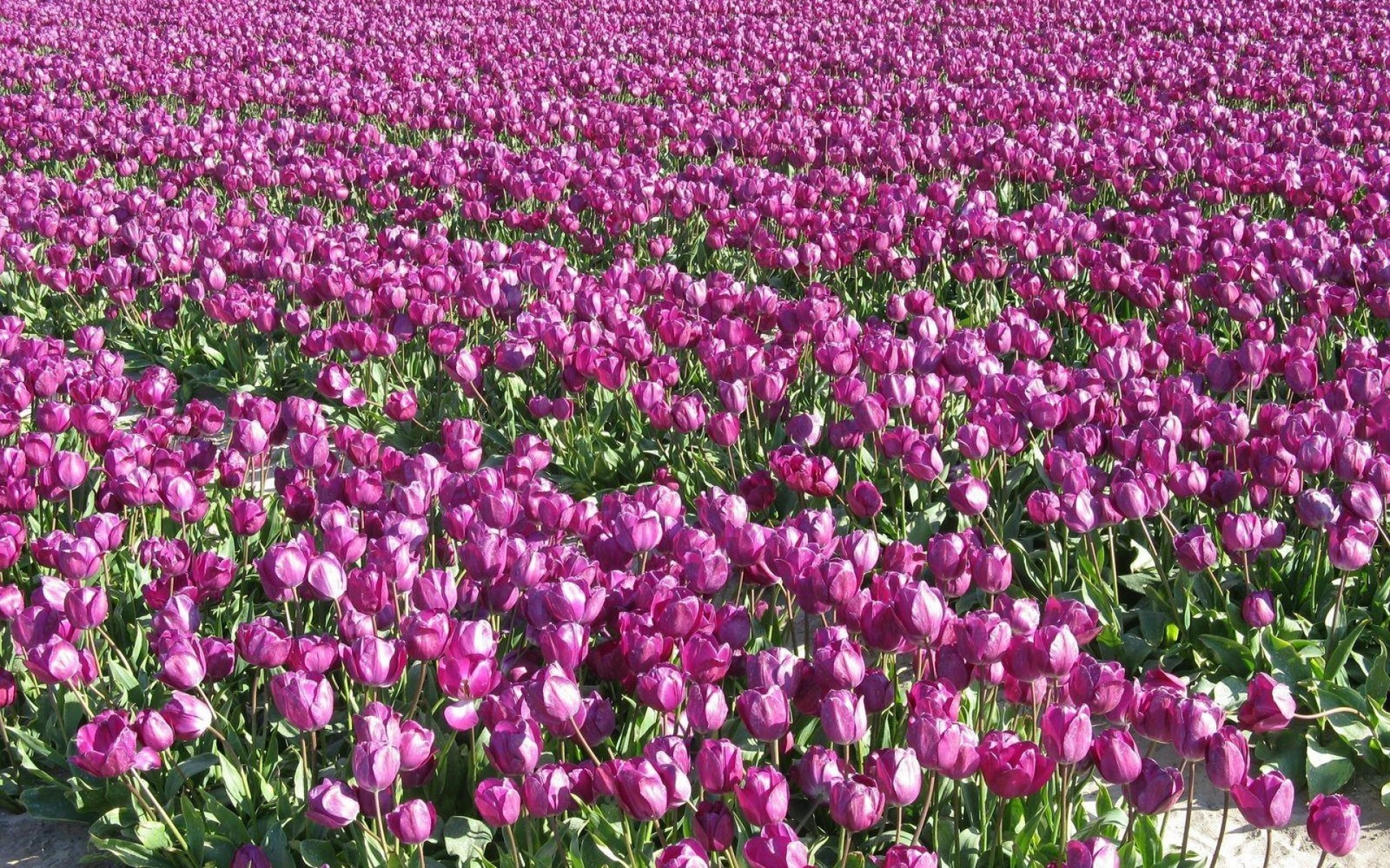 A close up of a field of purple tulips with a sky background (spring, flowering plant, magenta, purple, botanical garden)