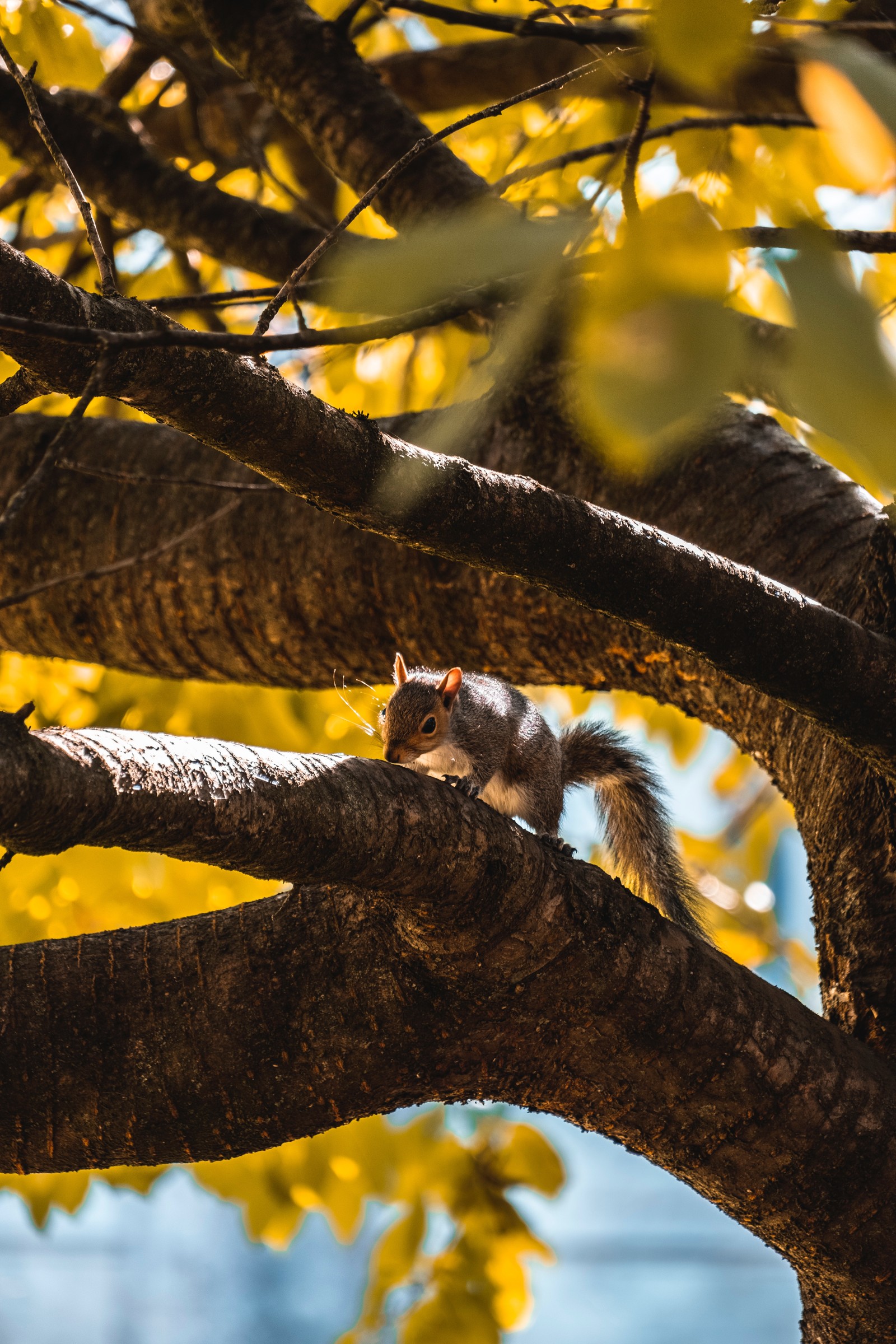 branch, tree, yellow, leaf, light wallpaper