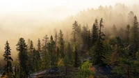 bosque, árbol, bosque templado de coníferas, niebla, desierto