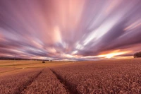 Atardecer vibrante sobre campos de trigo con nubes dramáticas