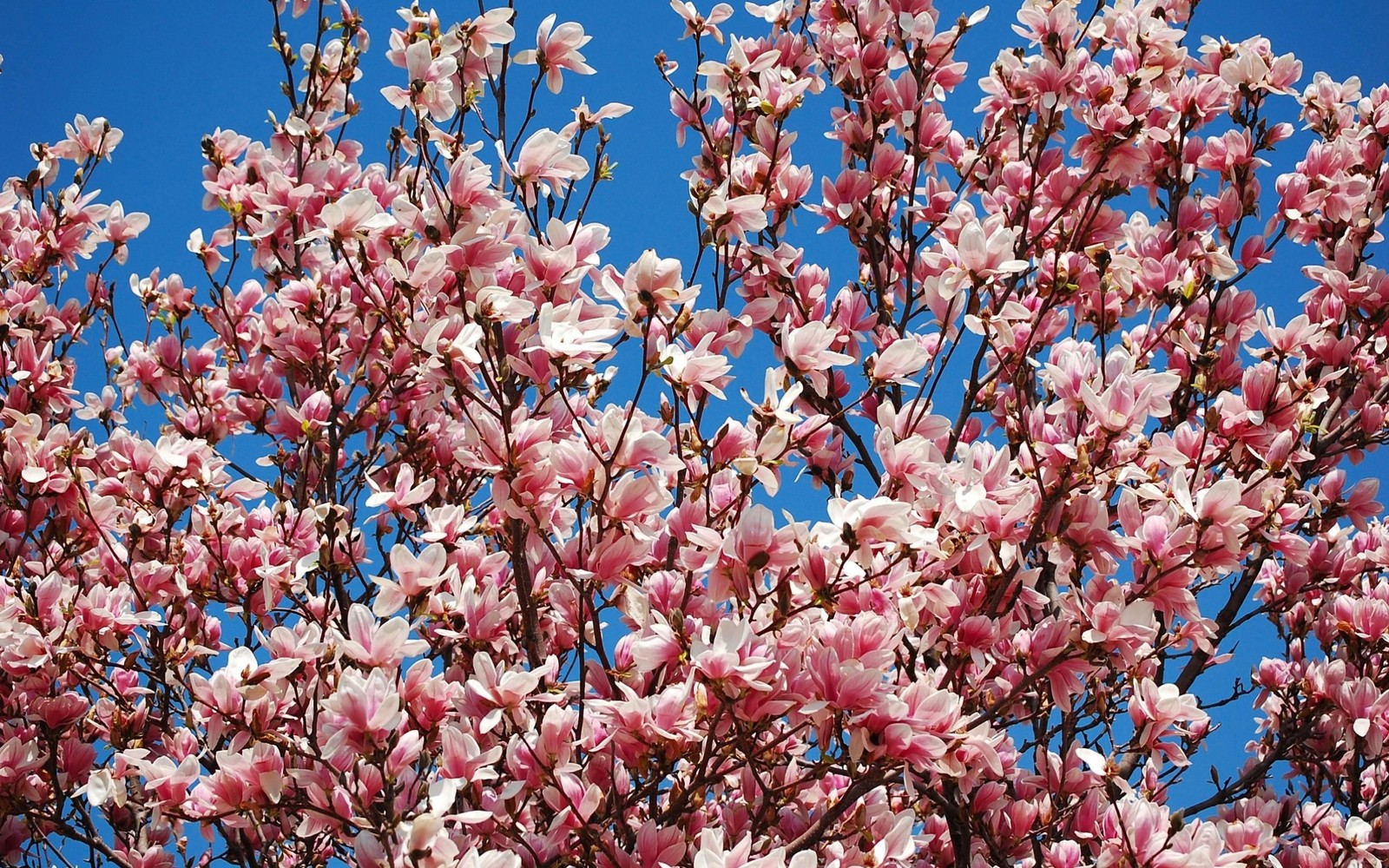 blossom, cherry blossom, spring, plant, tree wallpaper