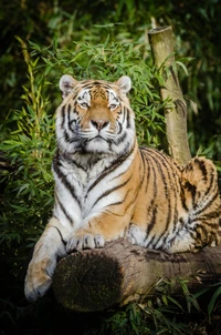 tigre siberiano, felidae, felino grande, gatinho, tigre de bengala