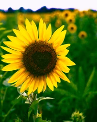 Herzförmiges Zentrum einer lebhaften Sonnenblume auf einem Feld blühender Sonnenblumen