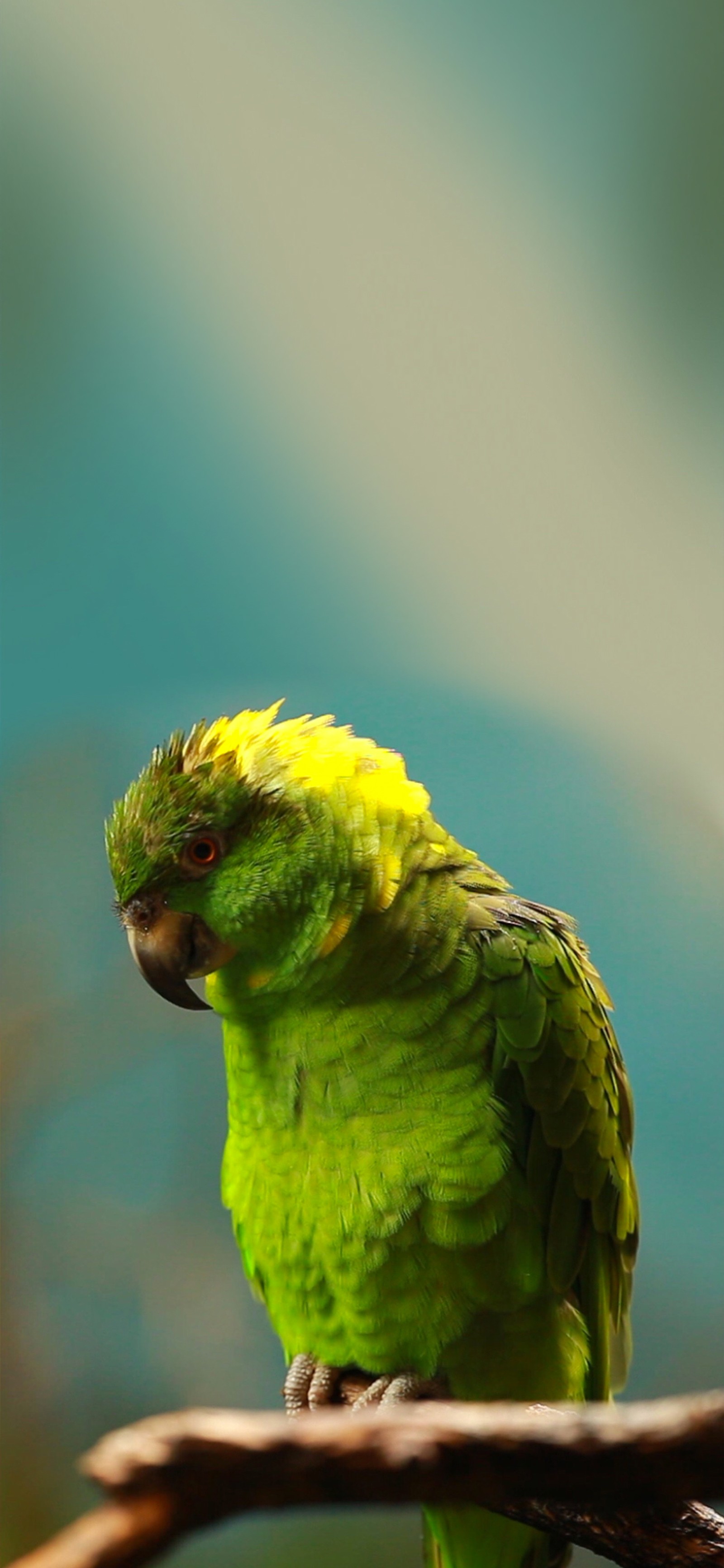 budgerigar, macaw, parakeet, parrot, green wallpaper